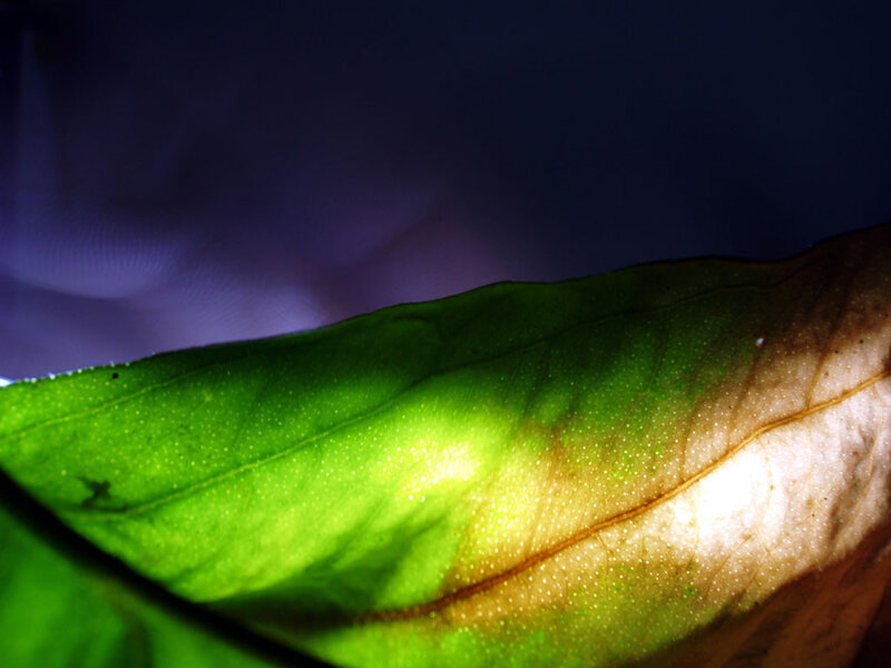 Green Leaf with Light — Dramatic