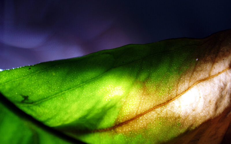 Green Leaf with Light