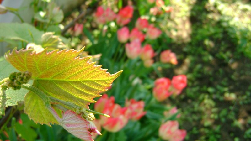 green leaf with pink flowers