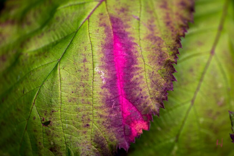 Green Leaf with Purple Streak