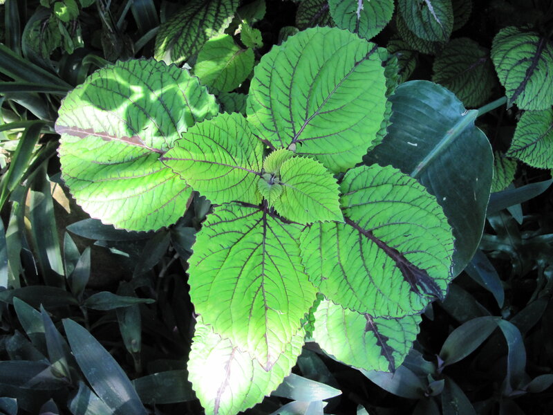 Green Leaf with Purple Veins