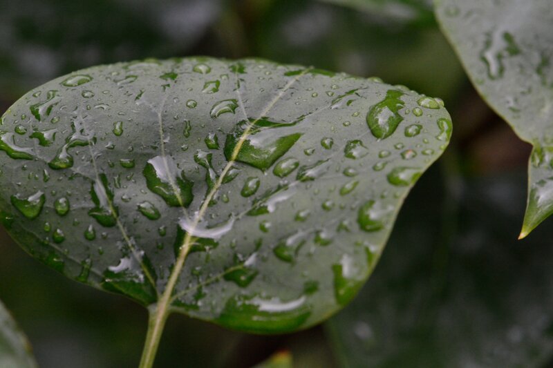 Green Leaf with Raindrops — Calm