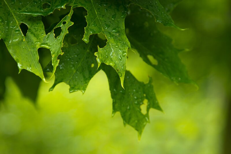 Green Leaf with Raindrops — Serene