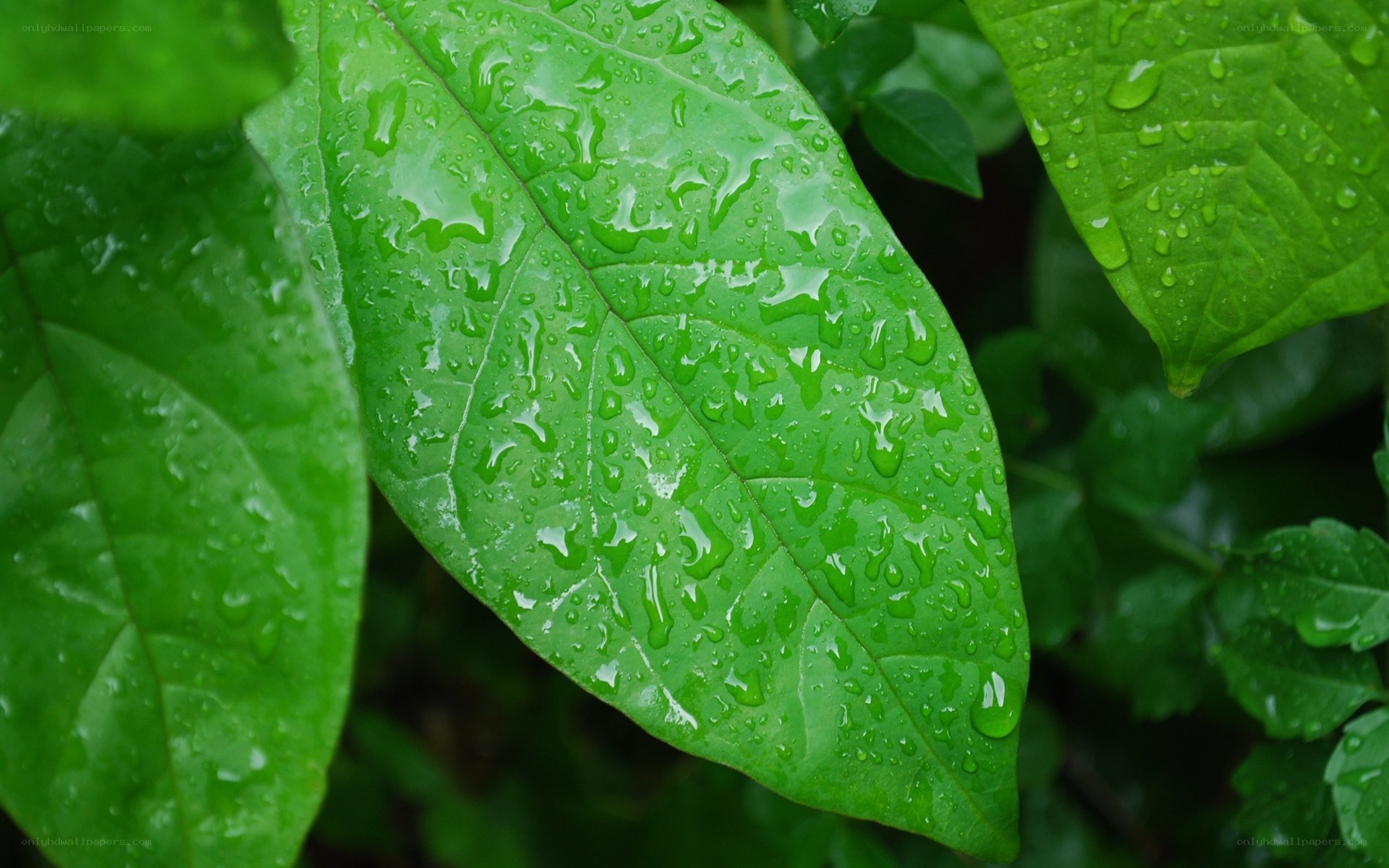 Green leaf with raindrops