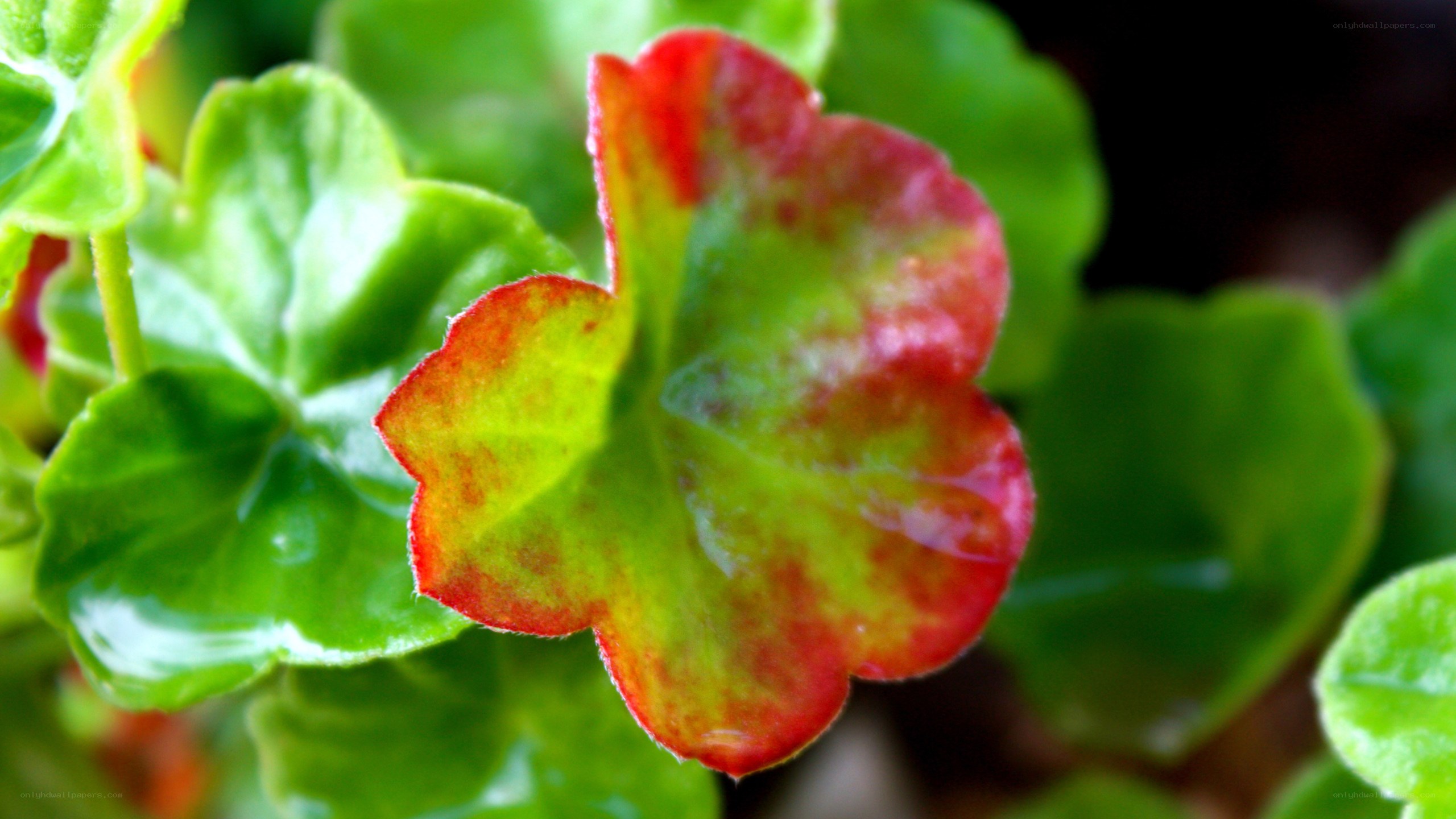 green leaf with red edges