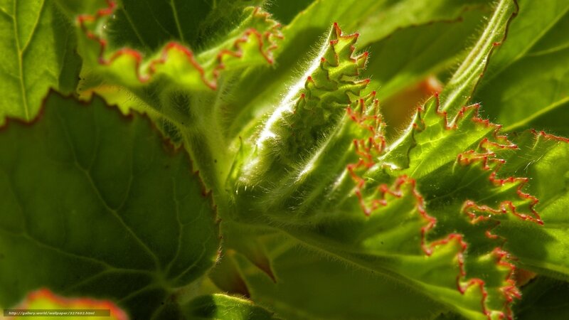 Green leaf with red edges