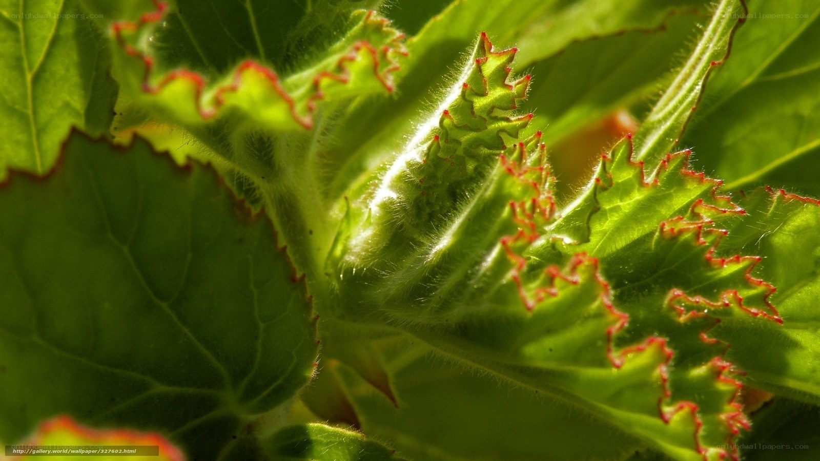 Green leaf with red edges
