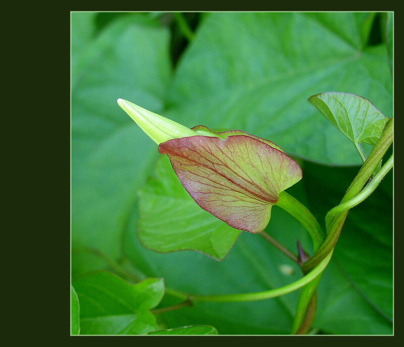 green leaf with red veins