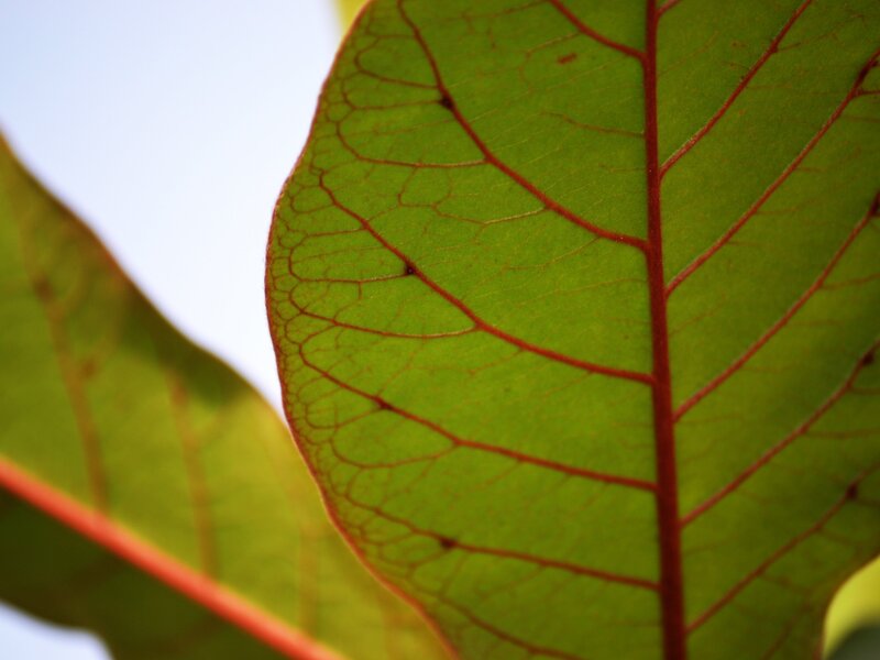 Green Leaf with Red Veins — Calm