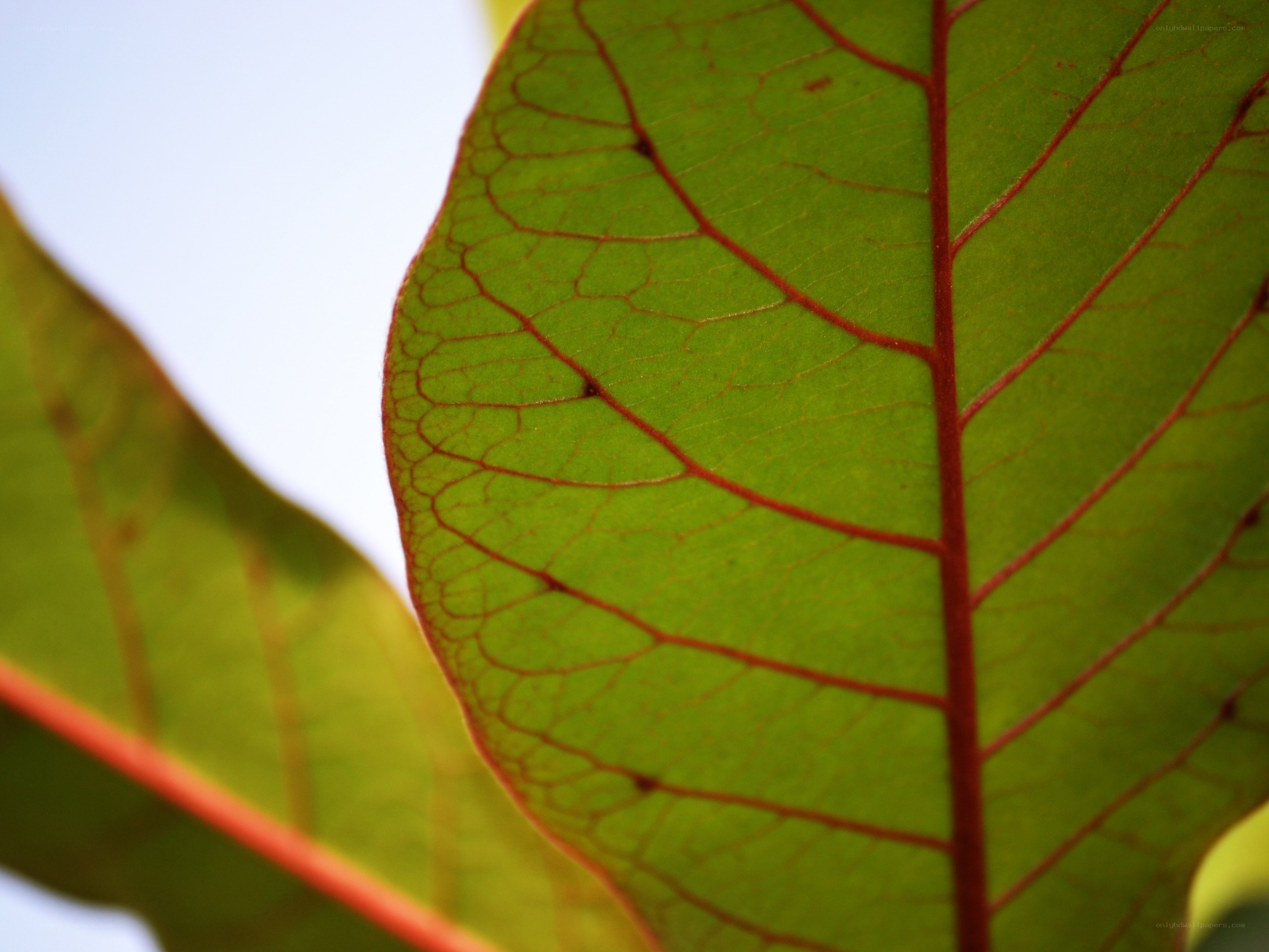 green leaf with red veins