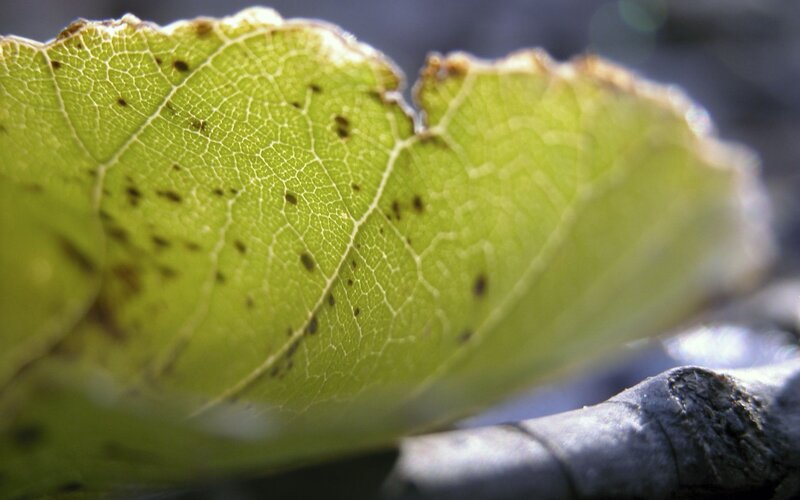 Green Leaf with Spots — Natural