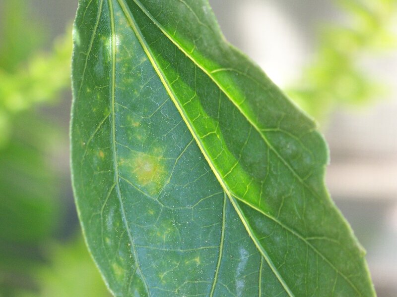 Green Leaf with Spots