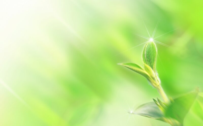 green leaf with sun flare