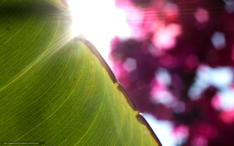 Green Leaf with Sunlight — Serene