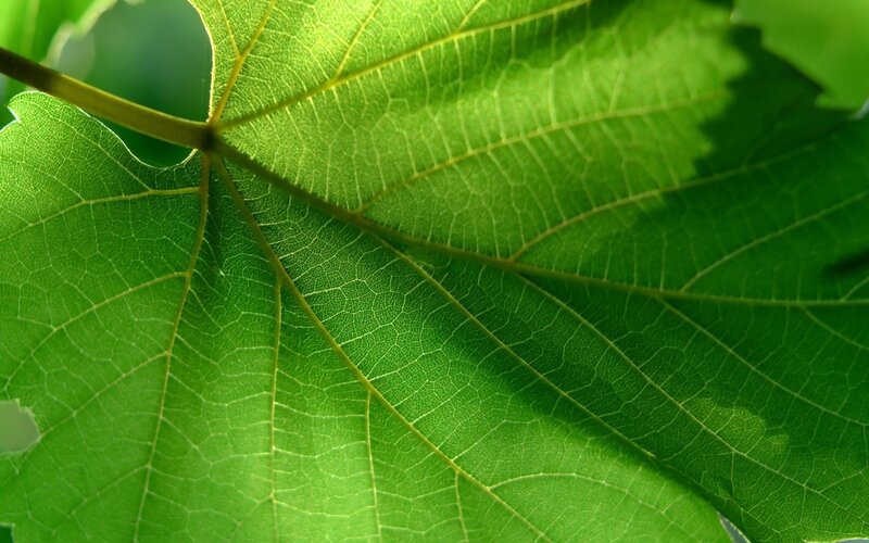 green leaf with sunlight