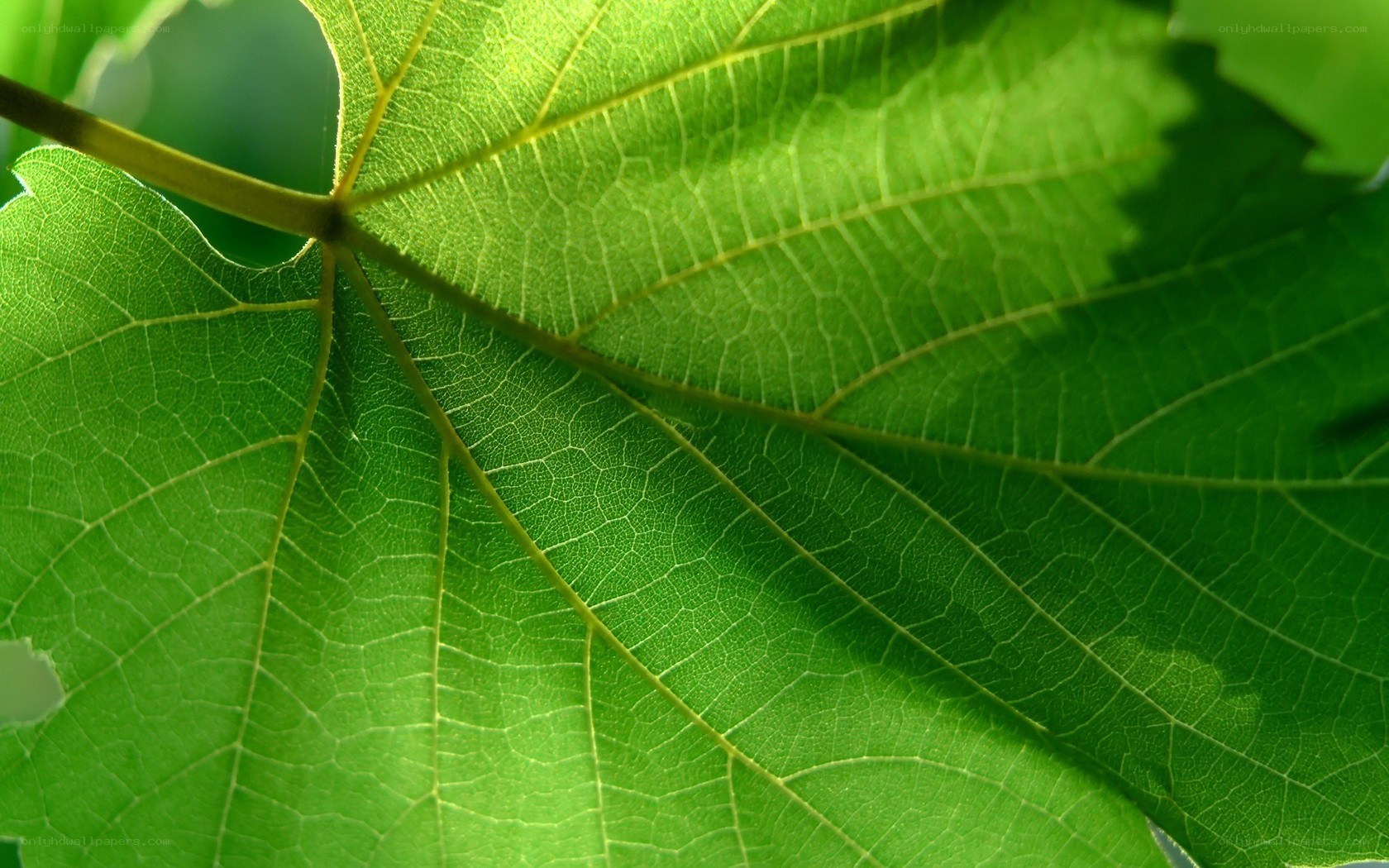 green leaf with sunlight