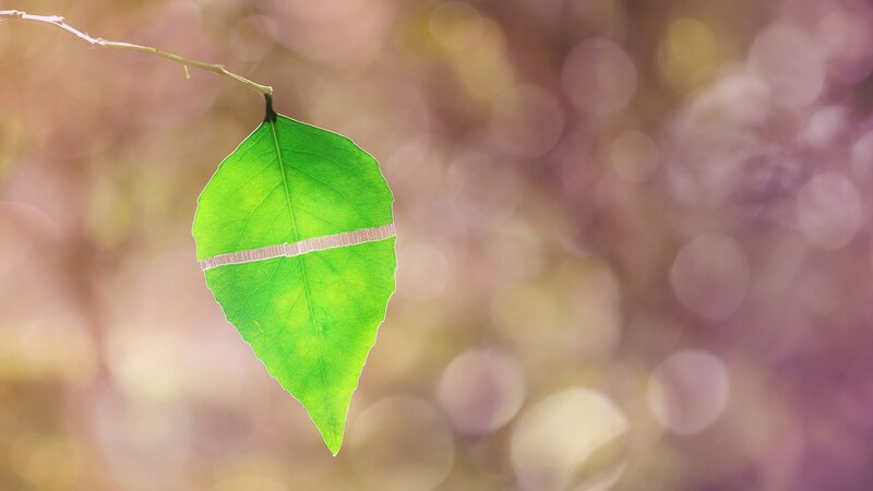 green leaf with tape