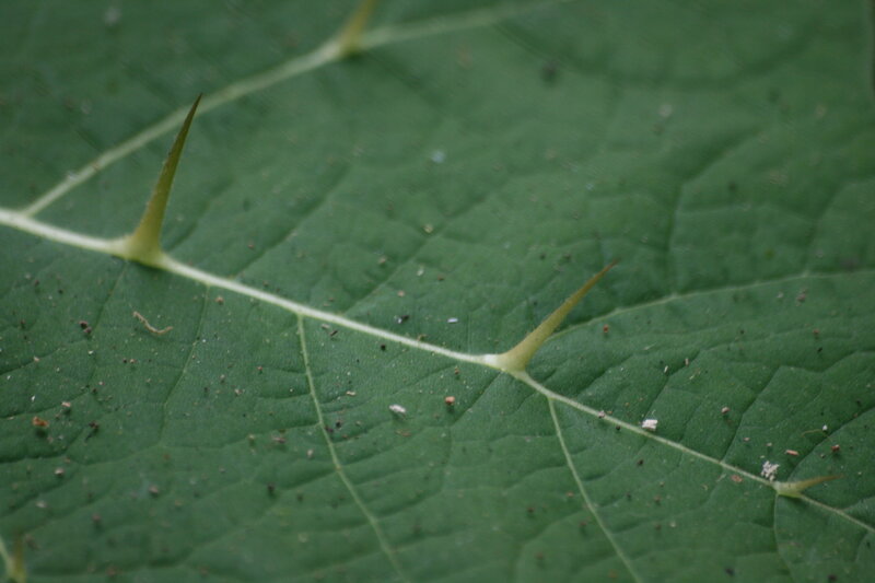 Green Leaf with Thorns
