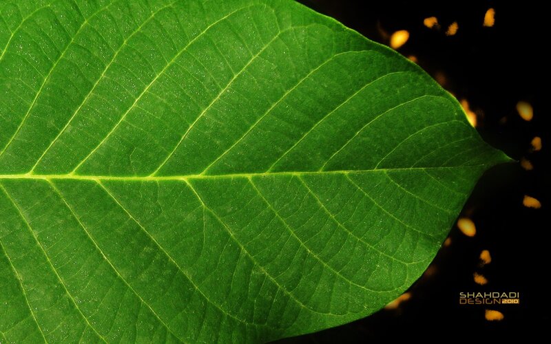 Green Leaf with Veins — Natural