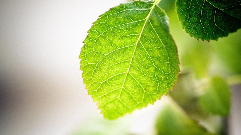 Green Leaf with Veins — Serene, Photograph, Background Blur