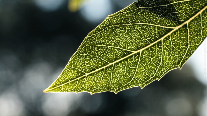 Green Leaf with Veins — Serene, Photograph, Background
