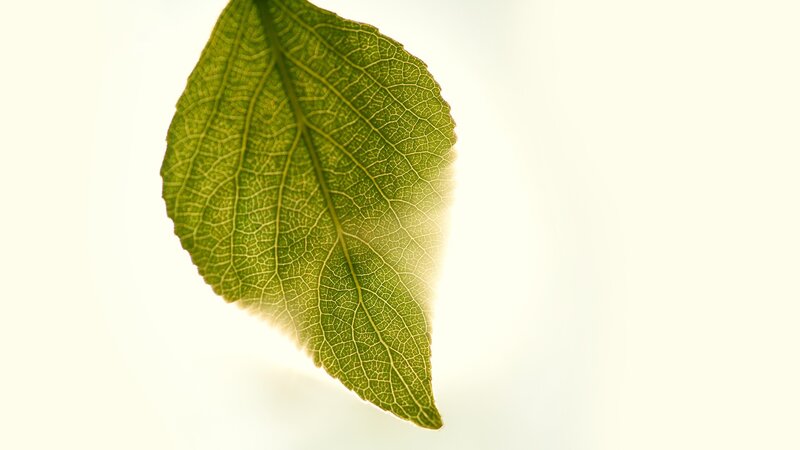 Green Leaf with Veins — Serene, Photograph, Light