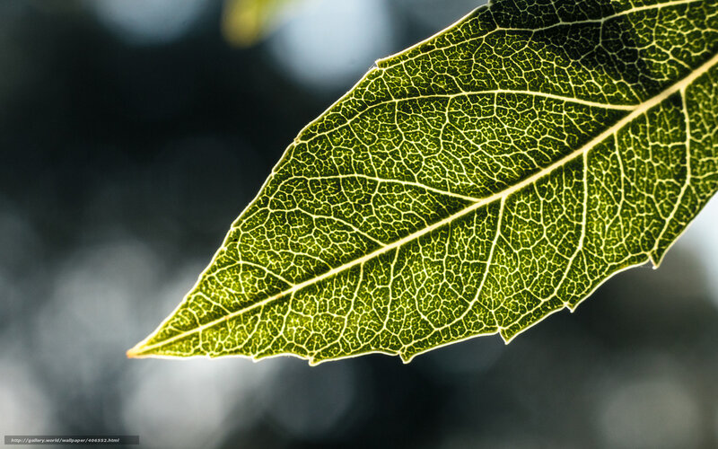 Green Leaf with Veins — Serene