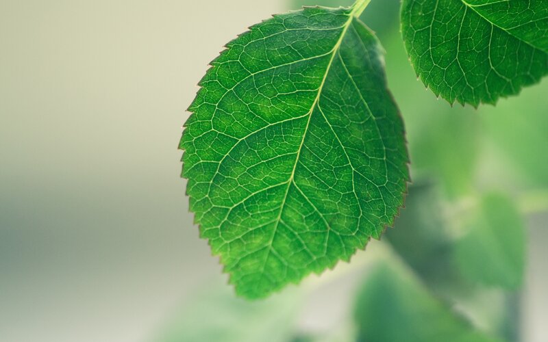 Green Leaf with Veins