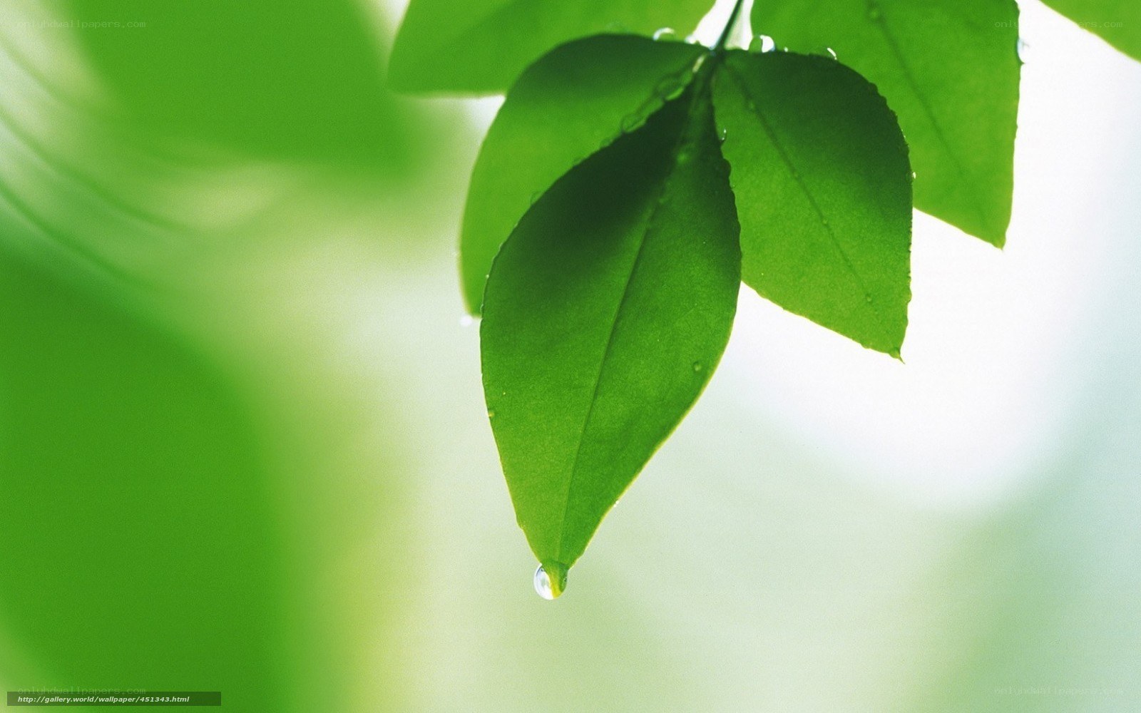 Green leaf with water droplet