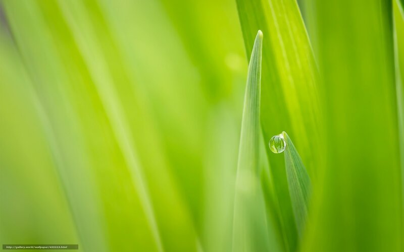 Green leaf with water droplet