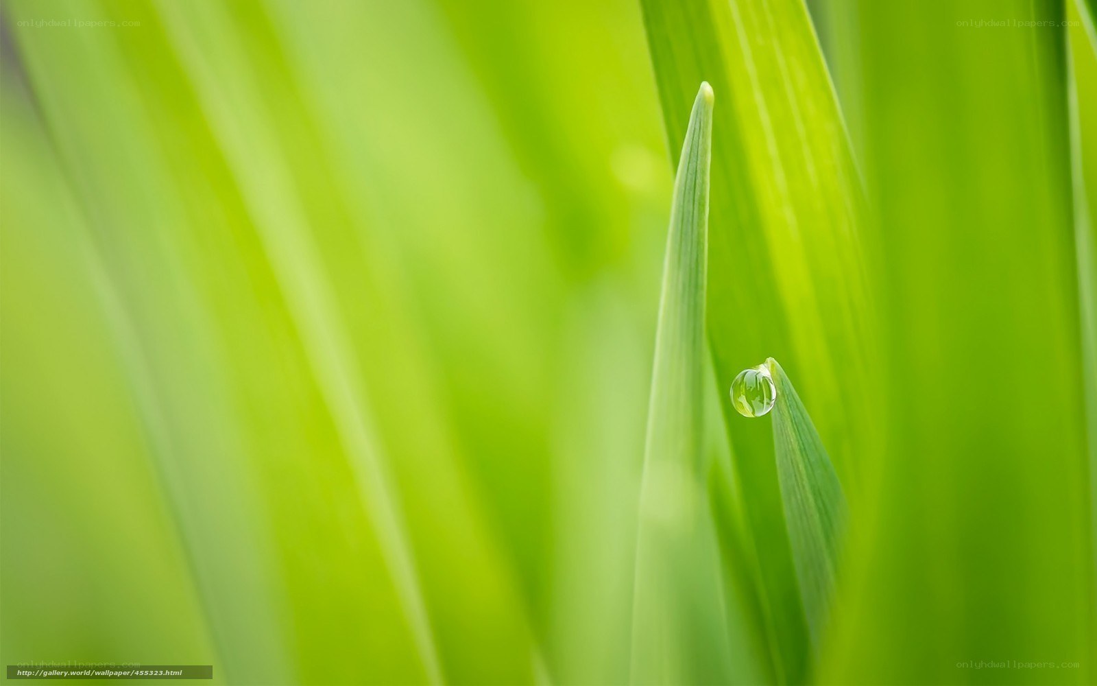 Green leaf with water droplet
