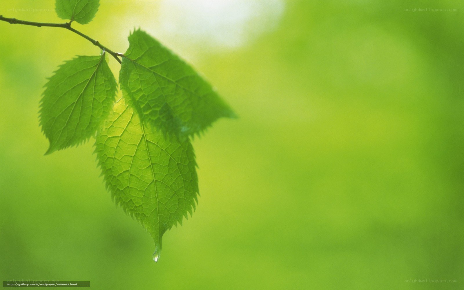 Green leaf with water droplet