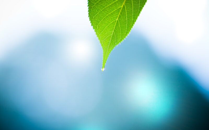 Green leaf with water droplet