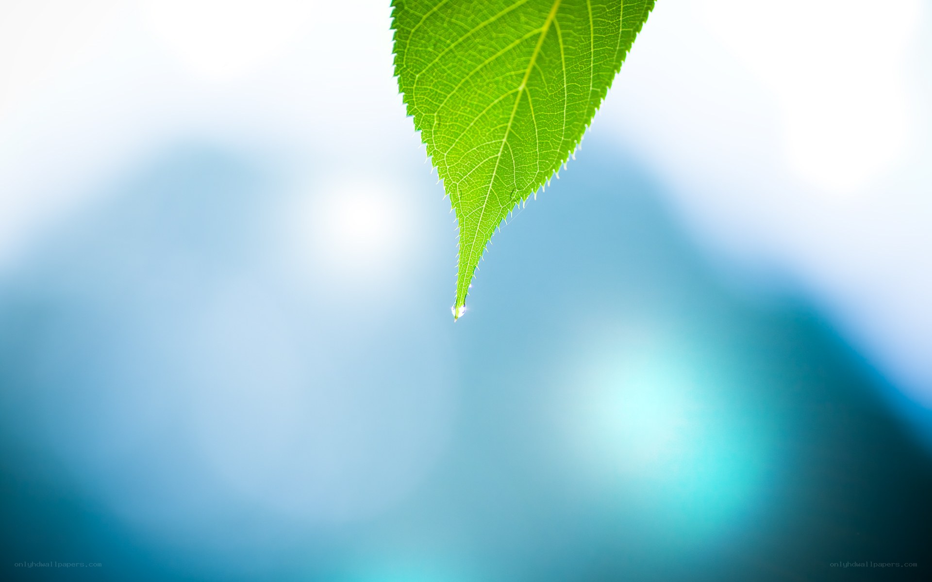 Green leaf with water droplet