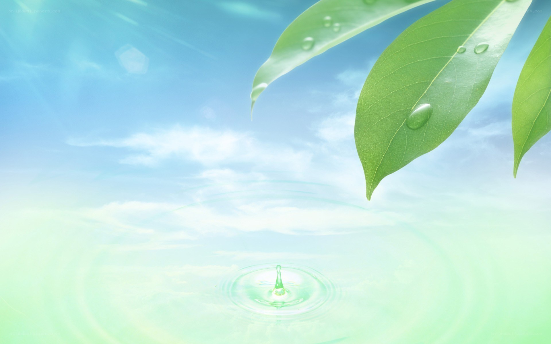 green leaf with water droplet