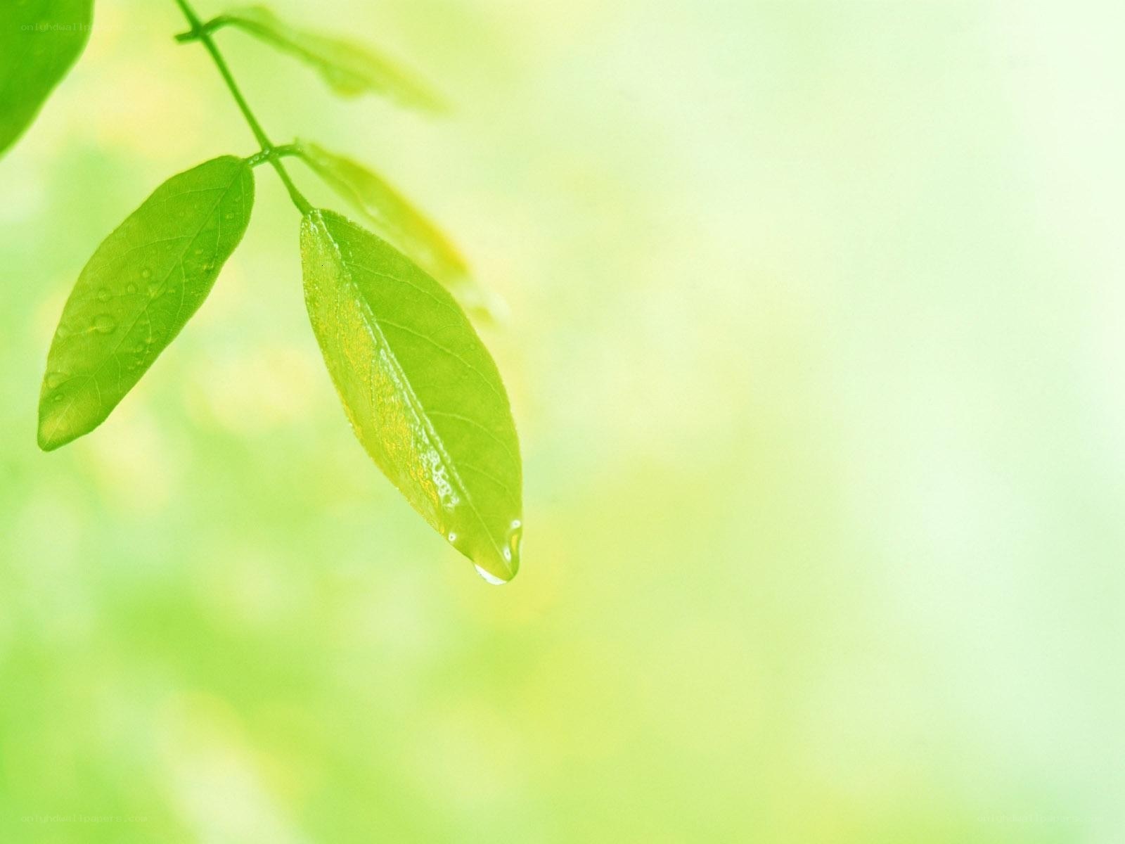 green leaf with water droplet