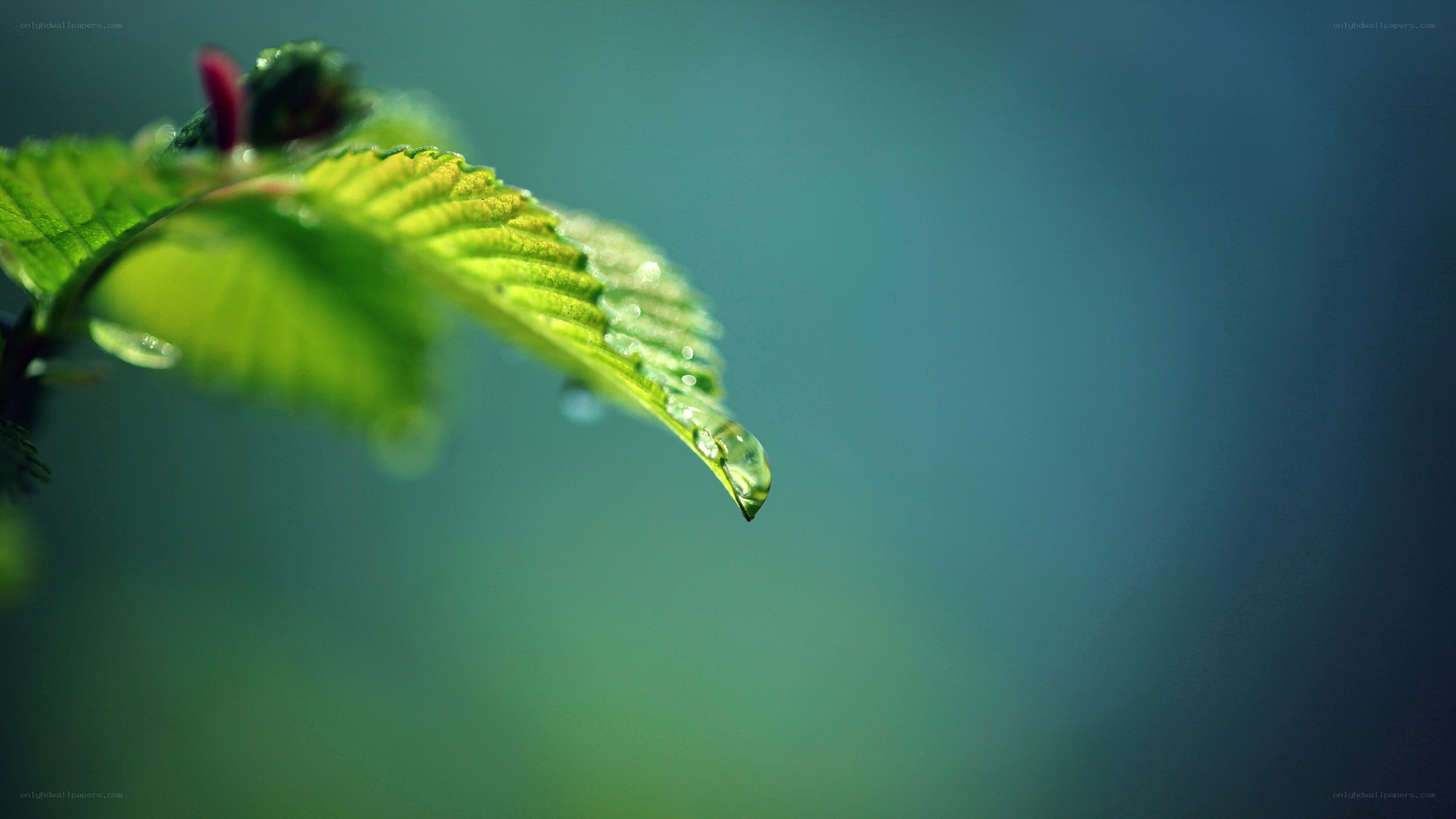 green leaf with water droplet