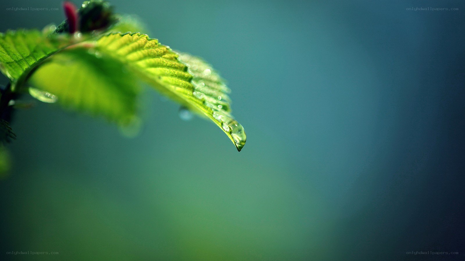 green leaf with water droplet