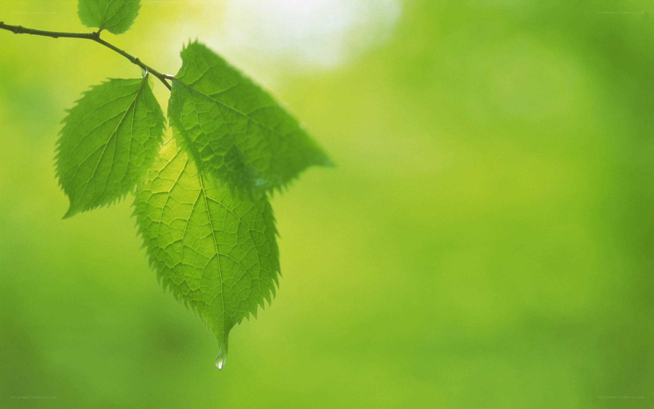 green leaf with water droplet