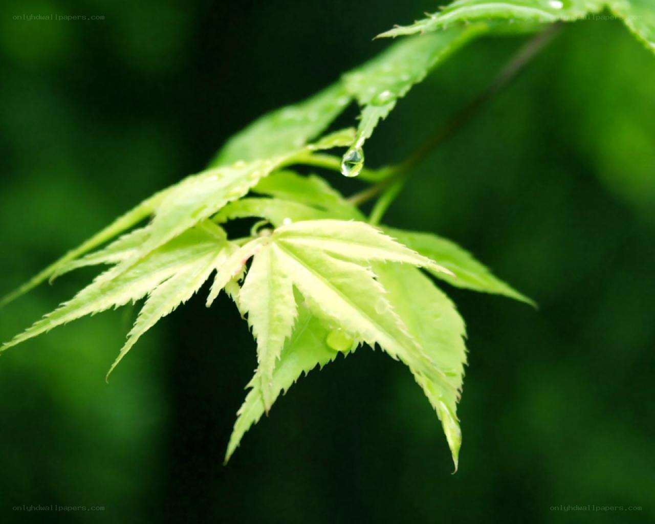 green leaf with water droplet