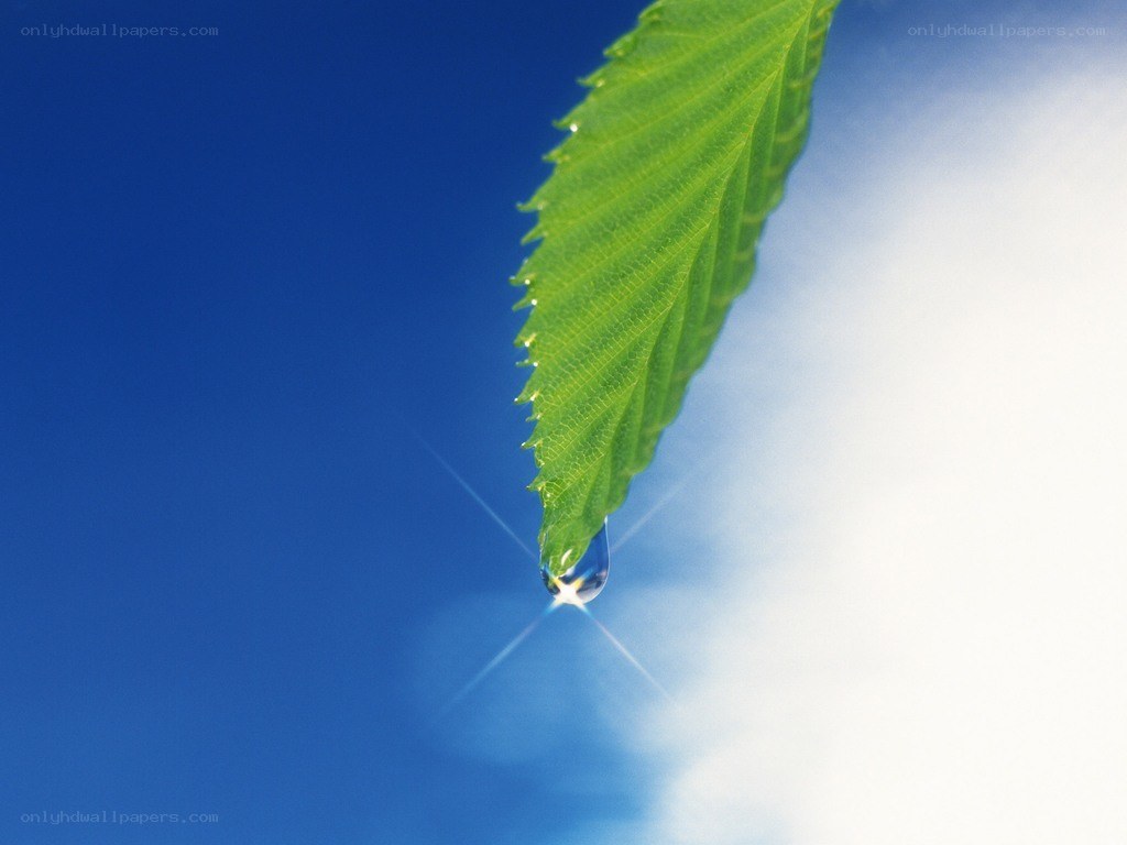 green leaf with water droplet