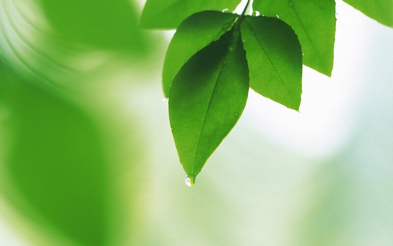 green leaf with water droplet
