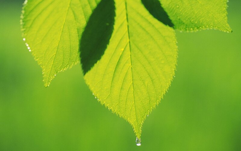 Green leaf with water droplet