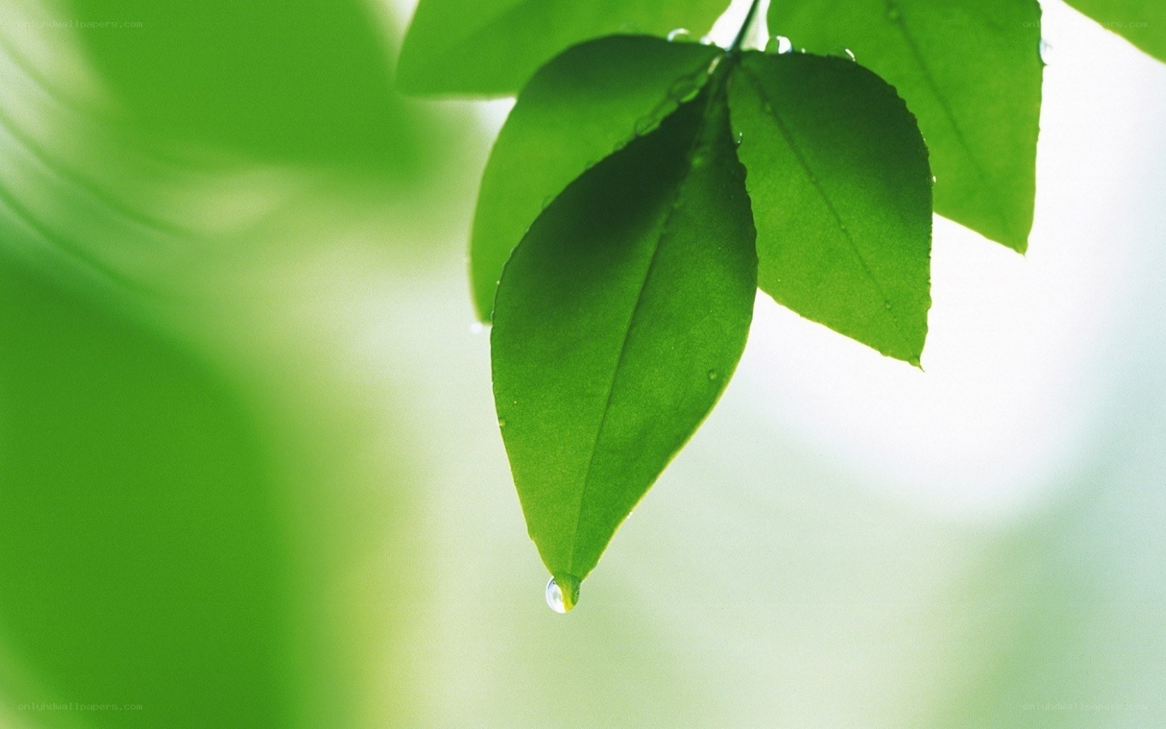 Green leaf with water droplet