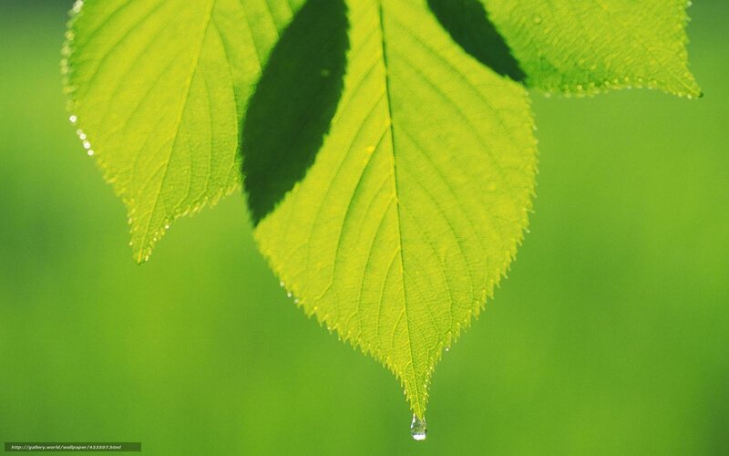 green leaf with water droplet