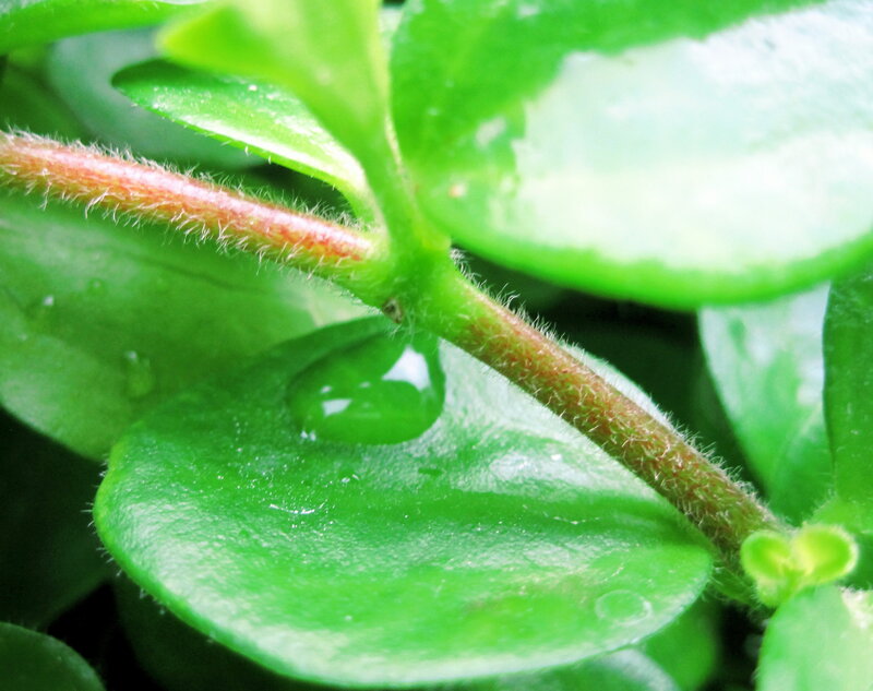Green Leaf with Water Droplet — Calm, Photograph