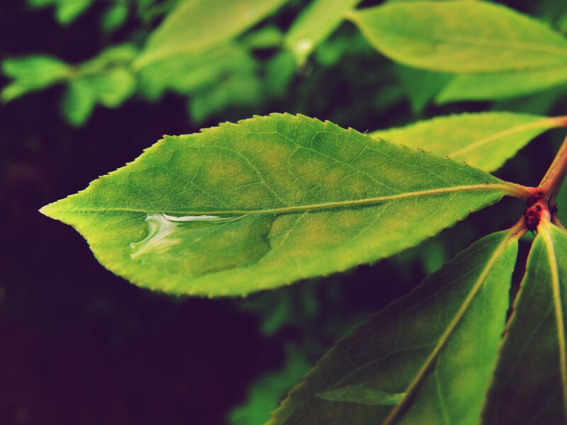 Green Leaf with Water Droplet — Calm, Photograph, Water Droplet, Branch