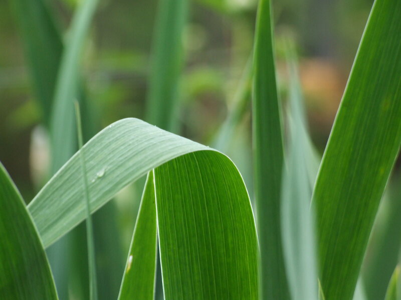 Green Leaf with Water Droplet — Calm, Photograph, Water Droplet, Grass