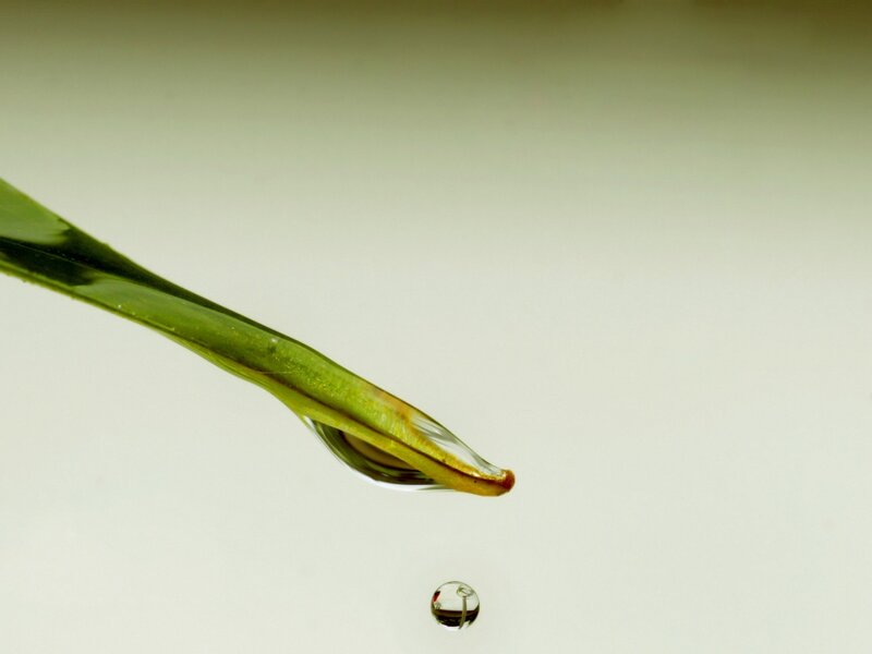 Green Leaf with Water Droplet — Calm, Photograph, Water Droplet