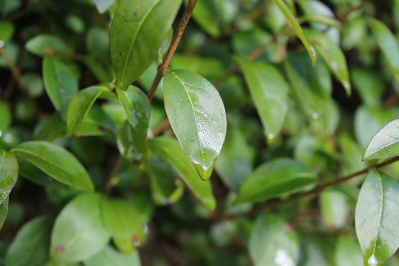 Green Leaf with Water Droplet — Calm